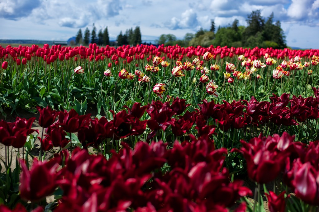 Fotografie The 2014 Tulip Festival in Washington State Jeff's Place